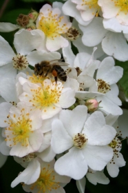 Traubenrosen, Blütenstand mit verschieden alten Blüten